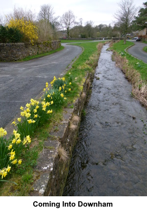 Coming into Downham with daffodils alongside the stream.
