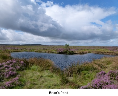 brians pond