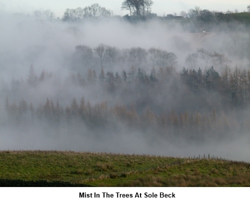 Mist in the trees at Sole Beck