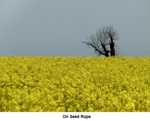 Oil seed rape