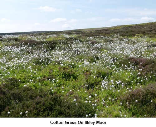 Cotton Grass on Ilkley Moor
