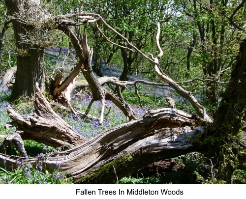 Fallen trees in Middleton Woods, Ilkley.