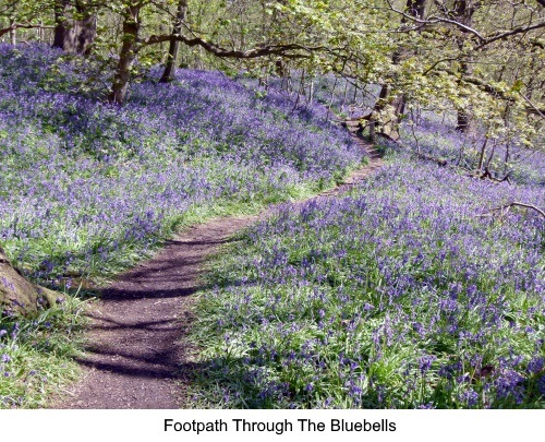 Footpath through the bluebells in Middleton Woods, Ilkley.