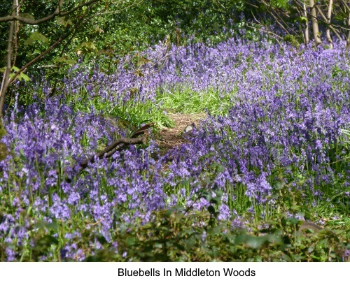 Bluebells in Middleton Woods in Ilkley