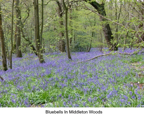 Bluebells in Middleton Woods in Ilkley.
