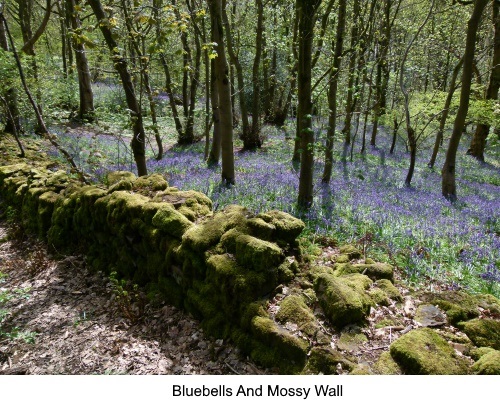 Bluebells and a mossy wall in Middleton Woods, Ilkley.