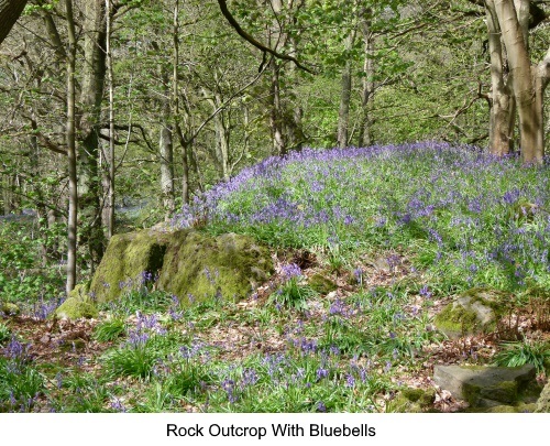 Rocky outcrop with bluebells