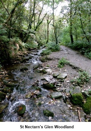 Woodland in St Nectarn's Glen