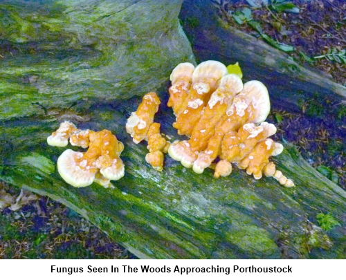 Fungus