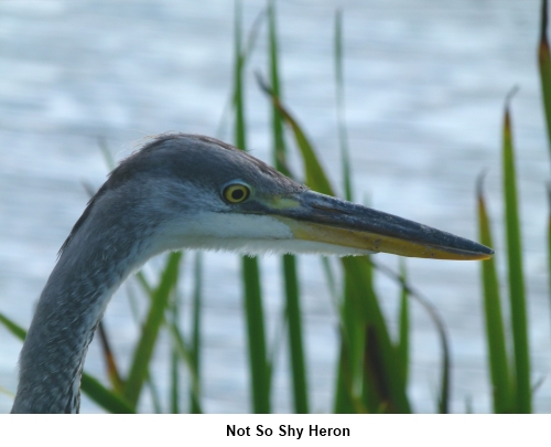 Heron's head