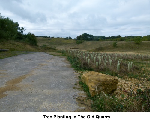 Tree planting in the old quarry