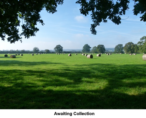 Hay bales awaiting collection.