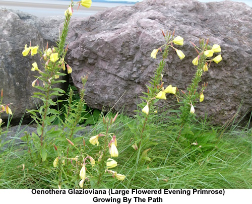 Large flowered Evening Primroses.
