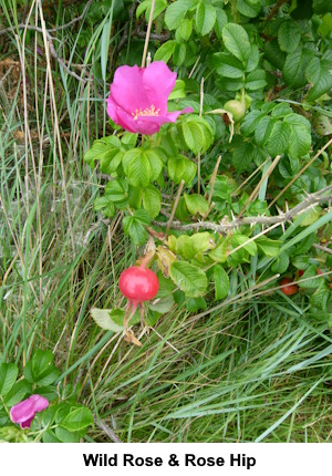 Wild rose flower and hip.