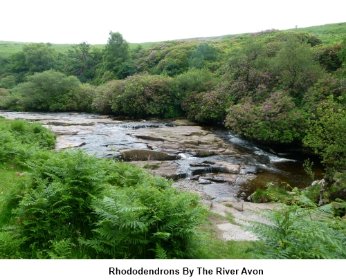 Rhododendrons by the River Avon