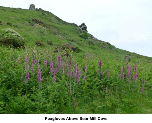 Foxgloves above Soar Mill Cove