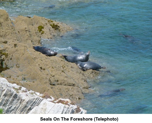Seals on the foreshore.