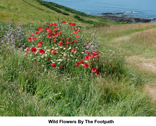 Wild flowers by the footpath.