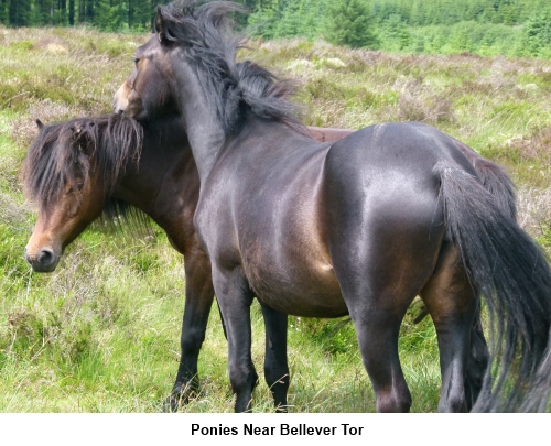 Dartmoor ponies