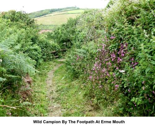 Wild Campion