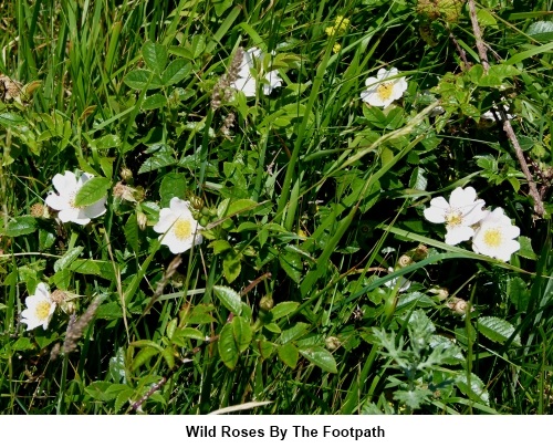 Wild roses by the footpath