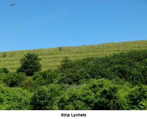 Strip Lychets