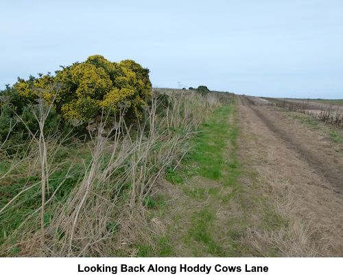 Looking back along Hoddy Cows Lane.