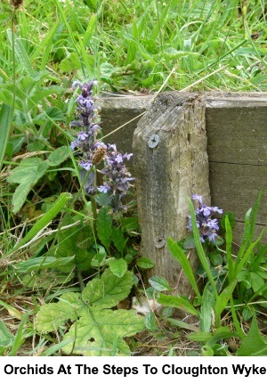 Orchids at the steps to Cloughton Wyke.