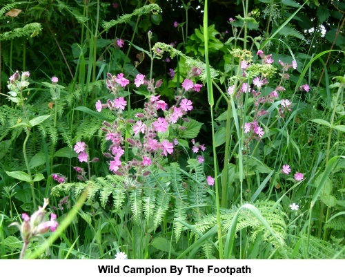 Wild campion by the footpath.