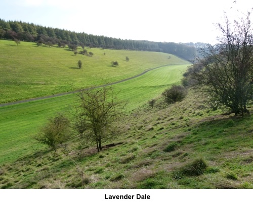 Lavender dale