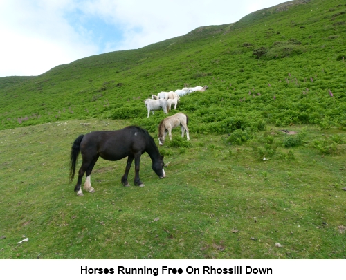 Horses on Rhossili Down.