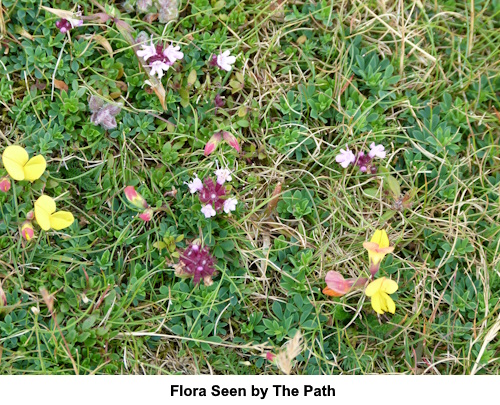 Wild flowers by the footpath.