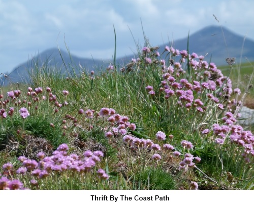 Thrift on Wales Coast Path