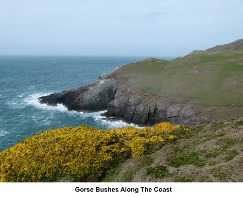 Gorse bushes along the Lleyn Peninsula coast