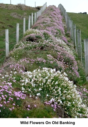 Wild flowers