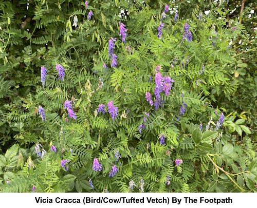 Vica Cracca also known as bird, cow or tufted vetch.
