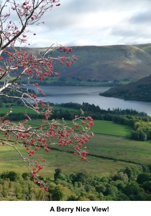 View with berries