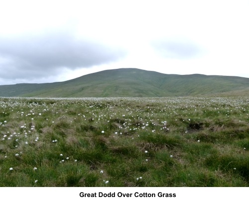 Great Dodd over the cotton grass