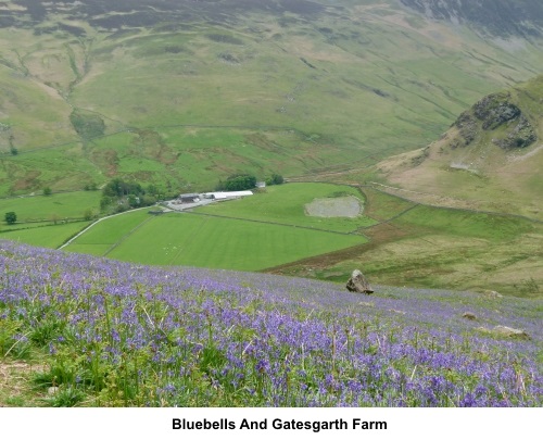 Bluebells and Gatesgarth Farm