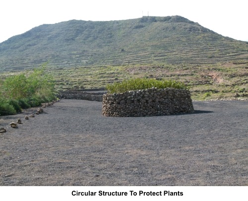 Circular structure to protect plants