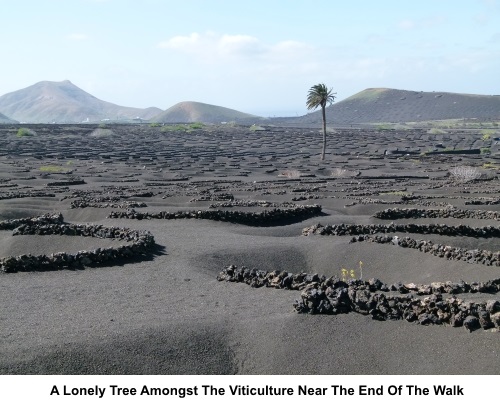 Lonely tree