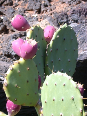 Cactus