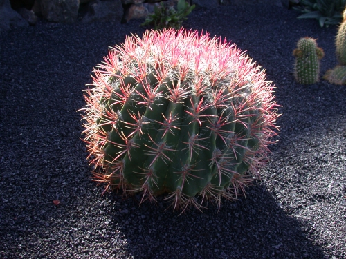 Cactus