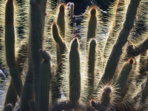 Cactus