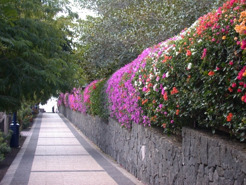 Playa blanca Bougainvillea