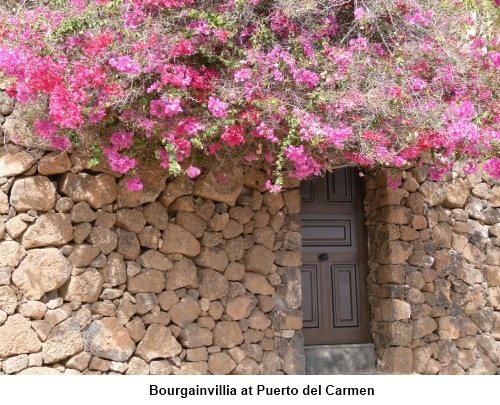 Bourgainvillia at Puerto del Carmen