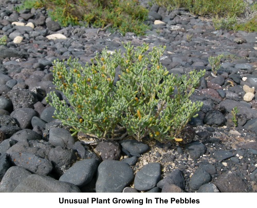 An unusual plant growing among the pebbles.