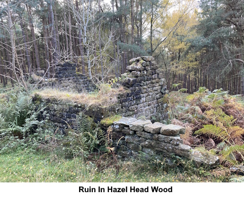 A ruined building in Hazel Head Wood.
