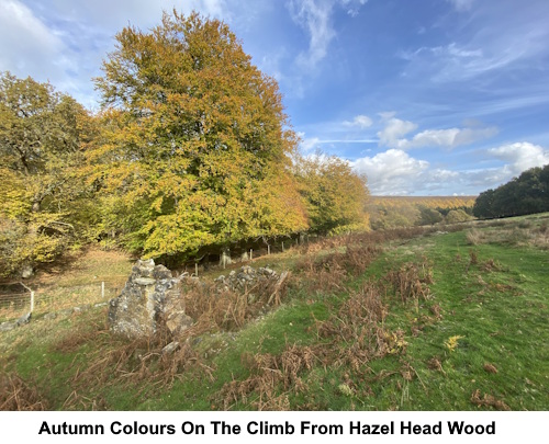 Autumn colours on the climb from Hazel Head Wood.