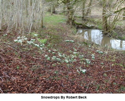 Snowdrops by Robert Beck